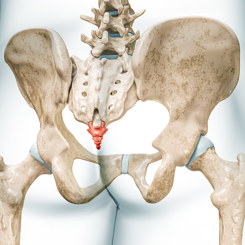 Coccyx